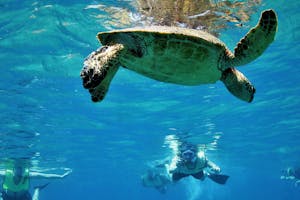 Snorkeling-Hawaii-Sea-Turtle