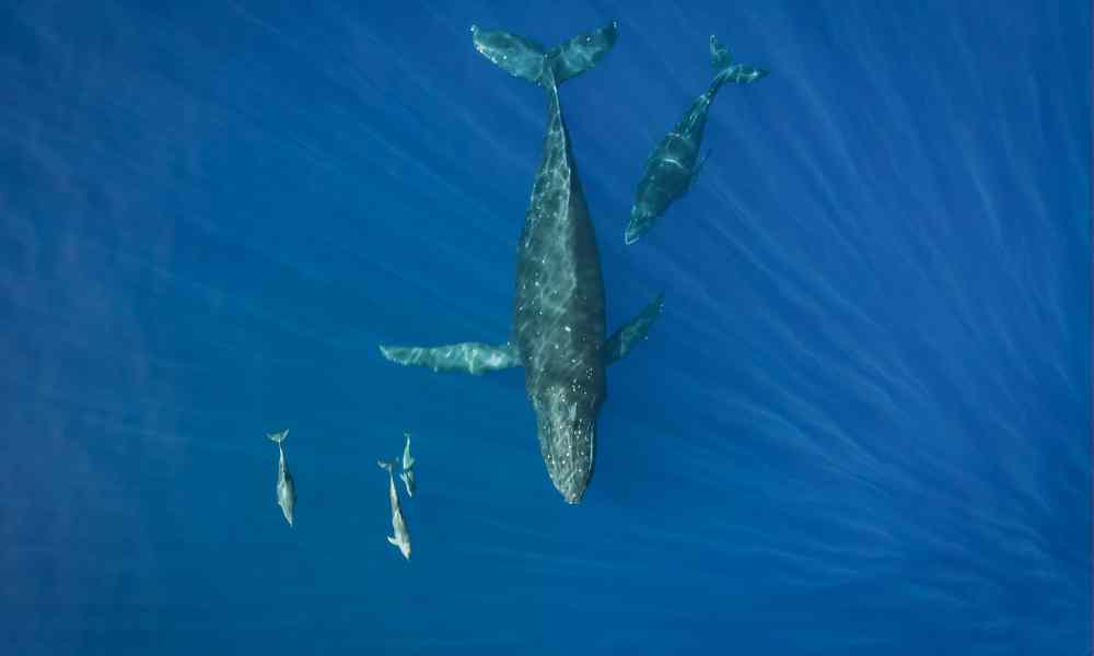 Whales-and-Dolphins-in-Hawaii