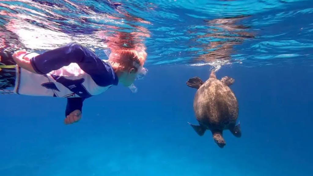 malakai turtle snorkel